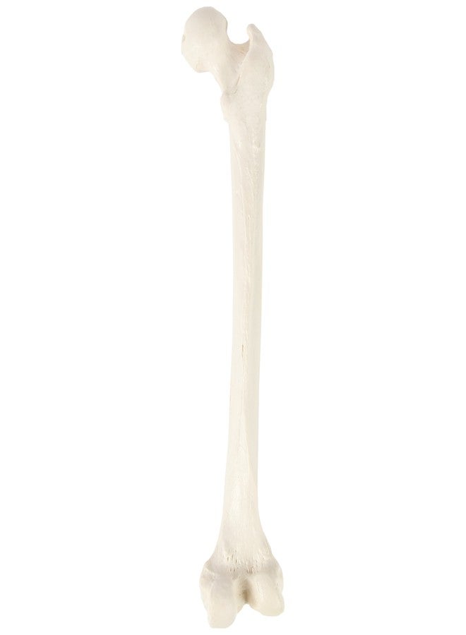 Axis Scientific Femur Bone Model | Left | Cast from a Real Human Femur Bone l Upper Leg Bone Model Has Realistic Texture and Important Bony Landmarks | Includes Product Manual, Fibula Model - Image 5